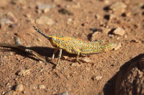 Réf. 239 812 : Poekilocerus bufonius